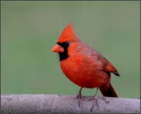 Cardinal