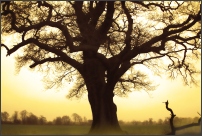 The Tree