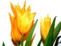 Easter Puppet Script