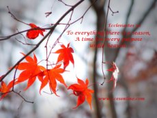 Fall, Autumn Wallpaper